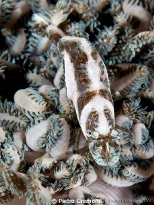 Commensal shrimp by Pietro Cremone 